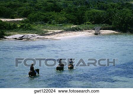 Picture - High angle view of three people crossing the sea on horsebacks, Virgin Islands. Fotosearch