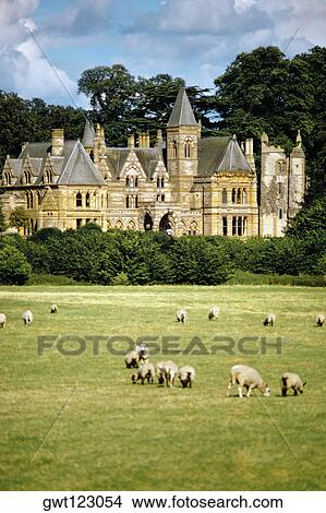 Sheep grazing outside the Ettington Park Hotel near Stratford, England View Large Photo Image Picture - Sheep grazing outside the Ettington Park Hotel near Stratford, England. Fotosearch