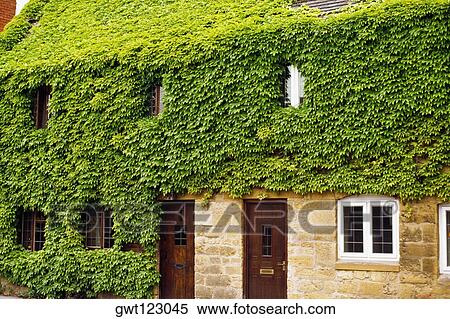 Stock Photography - Side view of a house covered in green foliage, Broadway, England. Fotosearch