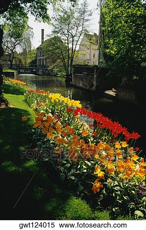 Side view of flowers blooming near Evre river, France View Large Photo Image Stock Photography - Side view of flowers blooming near Evre river, France. Fotosearch