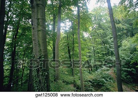 Trees in a forest, Black Forest, Germany View Large Photo Image Stock Photo - Trees in a forest, Black Forest, Germany. Fotosearch