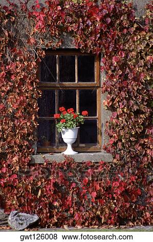 Close-up of a potted plant on a window sill, Adare, Republic of Ireland View Large Photo Image Stock Photo - Close-up of a potted plant on a window sill, Adare, Republic of Ireland. Fotosearch