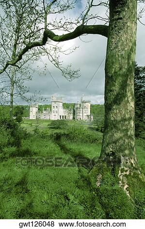 Close-up of a tree, Dromoland Castle, Shannon Area, Republic of Ireland View Large Photo Image Stock Photo - Close-up of a tree, Dromoland Castle, Shannon Area, Republic of Ireland. Fotosearch