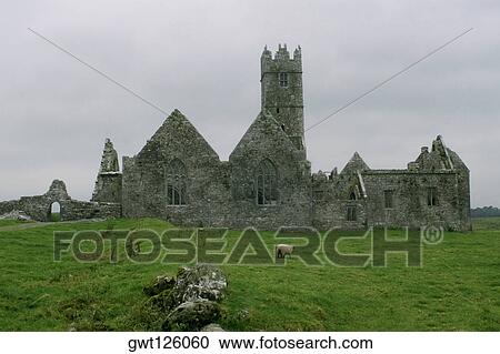 Herd of sheep grazing in a field, Ross Abby, County Galway, Republic of Ireland View Large Photo Image Stock Image - Herd of sheep grazing in a field, Ross Abby, County Galway, Republic of Ireland. Fotosearch