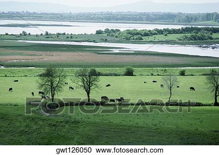 High angle view of cattle grazing in a field, River Shannon, Republic of Ireland View Large Photo Image Stock Image - High angle view of cattle grazing in a field, River Shannon, Republic of Ireland. Fotosearch