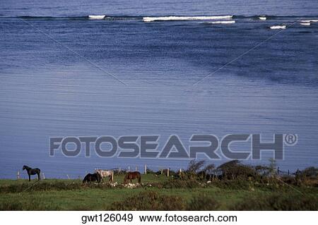 High angle view of horses grazing in a field, Atlantic Coast County, Sligo, Republic of Ireland View Large Photo Image Stock Photo - High angle view of horses grazing in a field, Atlantic Coast County, Sligo, Republic of Ireland. Fotosearch