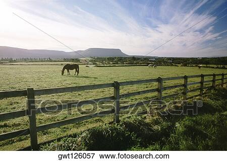 Horses grazing in a field, Republic of Ireland View Large Photo Image Stock Photo - Horses grazing in a field, Republic of Ireland. Fotosearch