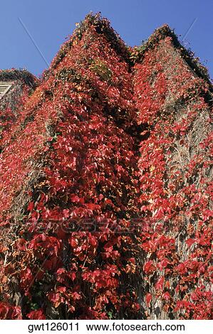 Low angle view of ivy on a building, Muckross Manor, Killarney, Republic of Ireland View Large Photo Image Stock Image - Low angle view of ivy on a building, Muckross Manor, Killarney, Republic of Ireland. Fotosearch
