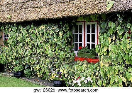 Potted plant on a window sill, Adare, Republic of Ireland View Large Photo Image Stock Photography - Potted plant on a window sill, Adare, Republic of Ireland. Fotosearch
