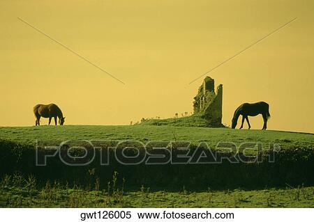 Two horses grazing in a field, County Clare, Republic of Ireland View Large Photo Image Stock Photography - Two horses grazing in a field, County Clare, Republic of Ireland. Fotosearch