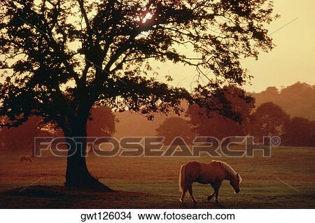Two horses grazing in a field, Kerry, Republic of Ireland View Large Photo Image Picture - Two horses grazing in a field, Kerry, Republic of Ireland. Fotosearch