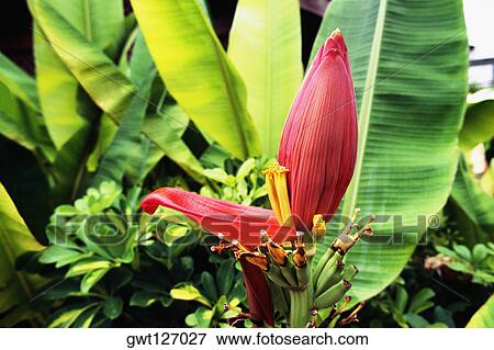 A banana plant is seen growing in Jamaica View Large Photo Image Stock Photo - A banana plant is seen growing in Jamaica. Fotosearch