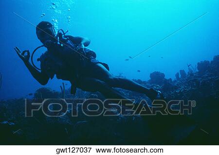 Stock Photo - A diver is seen above a coral reef in blue waters, Jamaica. Fotosearch