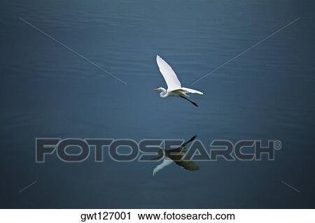 A white egret is seen flying over the island of Jamaica View Large Photo Image Stock Image - A white egret is seen flying over the island of Jamaica. Fotosearch
