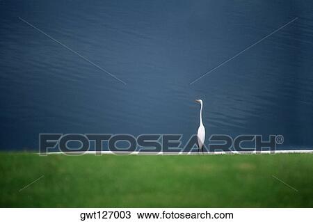 A white egret is seen near a pond on the island of Jamaica View Large Photo Image Stock Image - A white egret is seen near a pond on the island of Jamaica. Fotosearch