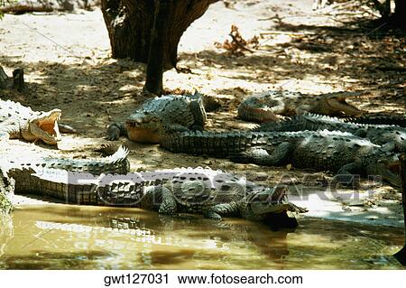 Alligators are sun bathing on an Alligator Farm, Jamaica View Large Photo Image Stock Image - Alligators are sun bathing on an Alligator Farm, Jamaica. Fotosearch