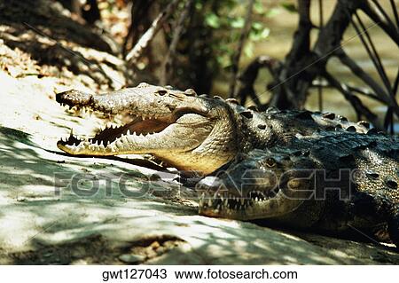 An openmouthed crocodile is seen at a crocodile farm, Jamaica View Large Photo Image Stock Image - An openmouthed crocodile is seen at a crocodile farm, Jamaica. Fotosearch