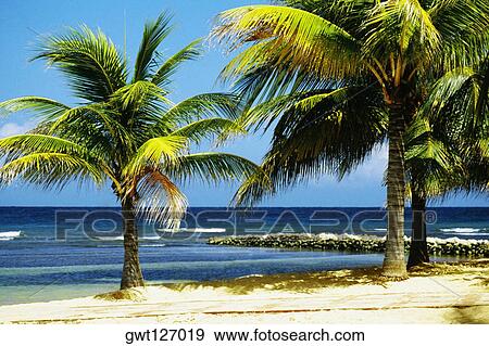 Stock Photo - View of a man relaxing on a beach at Half Moon Bay Resort, Jamaica. Fotosearch