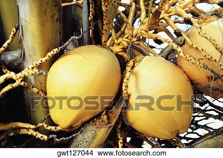 View of ripe coconuts hanging from a tree, Jamaica. View Large Photo Image Picture - View of ripe coconuts hanging from a tree, Jamaica.. Fotosearch