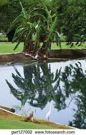 White egrets and palms are seen reflected in a pond, Wyndham Golf Course, Jamaica View Large Photo Image Stock Image - White egrets and palms are seen reflected in a pond, Wyndham Golf Course, Jamaica. Fotosearch