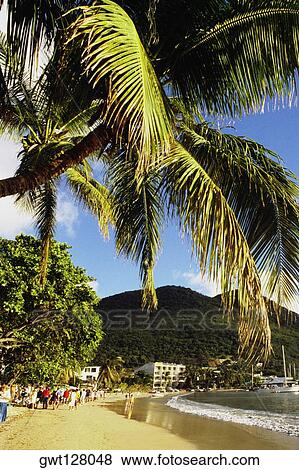 Beach scene with palm tree on the island of St. Maarten in the Caribbean. View Large Photo Image Stock Photo - Beach scene with palm tree on the island of St. Maarten in the Caribbean.. Fotosearch
