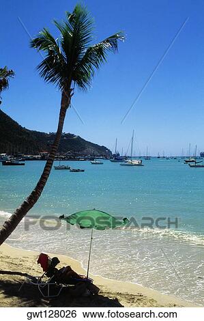 Side view of a beach having palm trees, St, Maarten, Caribbean View Large Photo Image Stock Photograph - Side view of a beach having palm trees, St, Maarten, Caribbean. Fotosearch