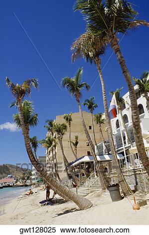 Side view of a beach having palm trees, St. Maarten, Caribbean View Large Photo Image Stock Photography - Side view of a beach having palm trees, St. Maarten, Caribbean. Fotosearch