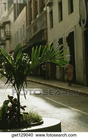 A sapling plantation on a road, San Juan, Puerto Rico View Large Photo Image Stock Image - A sapling plantation on a road, San Juan, Puerto Rico. Fotosearch