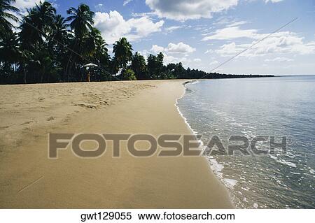 Coastline of a sea adorned with greenery, Mayaguez beach, Puerto Rico View Large Photo Image Stock Photography - Coastline of a sea adorned with greenery, Mayaguez beach, Puerto Rico. Fotosearch
