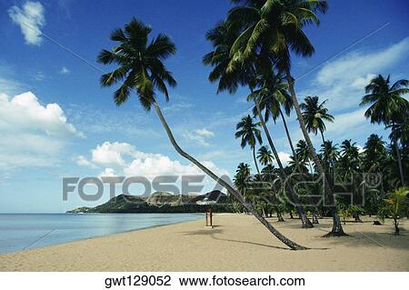 Low angle view of palm trees on a beach, Puerto Rico View Large Photo Image Stock Image - Low angle view of palm trees on a beach, Puerto Rico. Fotosearch