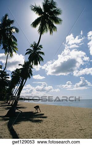 Low angle view of palm trees on Mayaguez beach, Puerto Rico View Large Photo Image Stock Image - Low angle view of palm trees on Mayaguez beach, Puerto Rico. Fotosearch