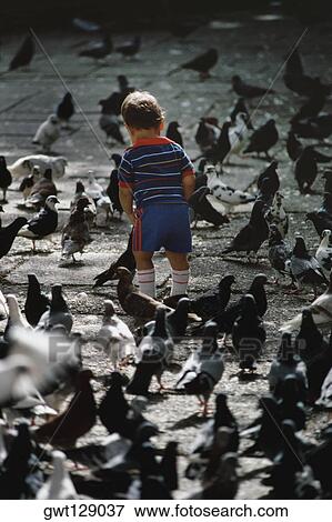Rear view of a small boy standing amidst pigeons, San Juan, Puerto Rico View Large Photo Image Stock Photo - Rear view of a small boy standing amidst pigeons, San Juan, Puerto Rico. Fotosearch