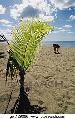 Stock Photograph - Sapling of palm tree grown on a sandy beach, Puerto Rico. Fotosearch