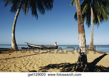 Seascape with sandy beach and palm trees, Mayguez beach, Puerto Rico View Large Photo Image Stock Image - Seascape with sandy beach and palm trees, Mayguez beach, Puerto Rico. Fotosearch