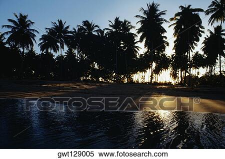 Stock Photography - Silhouetted palm trees against the sky, Mayaguez beach, Puerto Rico. Fotosearch