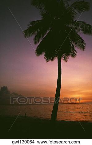 A palm tree is silhouetted against the sky at sunset, Tobago, Caribbean View Large Photo Image Picture - A palm tree is silhouetted against the sky at sunset, Tobago, Caribbean. Fotosearch