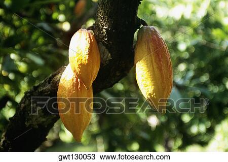 Stock Image - Close up of a cocoa tree with ripe fruits, Tobago Caribbean.. Fotosearch
