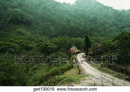 High angle view of a trail through a lush rainforest View Large Photo Image Stock Photograph - High angle view of a trail through a lush rainforest. Fotosearch