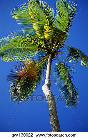 Stock Image - Low angle view of a palm tree on Maracas Beach, Trinidad, Caribbean. Fotosearch