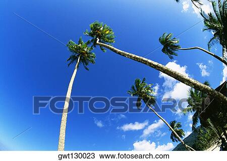 Stock Image - Low angle view of palm trees on Maracas Beach, Trinidad, Caribbean. Fotosearch