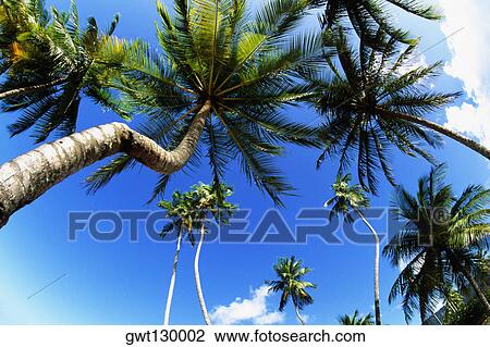 Low angle view of tall palm trees, Trinidad View Large Photo Image Stock Image - Low angle view of tall palm trees, Trinidad. Fotosearch