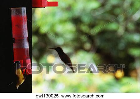 Side view of two hummingbirds near a red solution View Large Photo Image Stock Photography - Side view of two hummingbirds near a red solution. Fotosearch