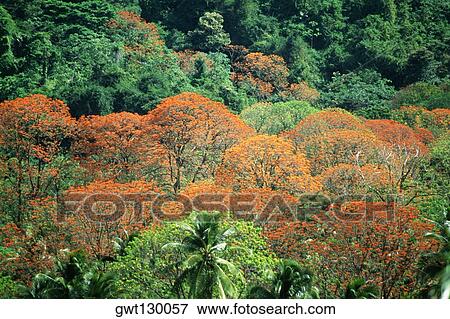 Spectacular view of immortelle trees in the lush rainforests of Tobago, Caribbean View Large Photo Image Stock Photo - Spectacular view of immortelle trees in the lush rainforests of Tobago, Caribbean. Fotosearch