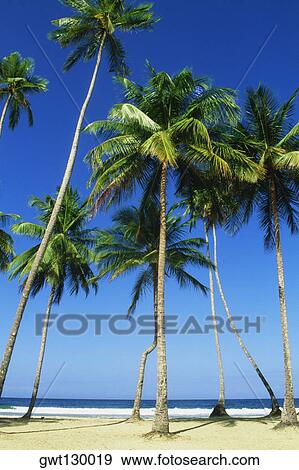 Tall palm trees are seen on Maracas Beach, Trinidad, Caribbean View Large Photo Image Stock Photo - Tall palm trees are seen on Maracas Beach, Trinidad, Caribbean. Fotosearch
