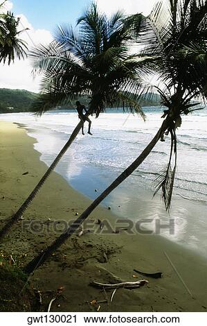 View of a boy climbing a slanted palm tree on Maracas Beach, Trinidad, Caribbean View Large Photo Image Stock Image - View of a boy climbing a slanted palm tree on Maracas Beach, Trinidad, Caribbean. Fotosearch