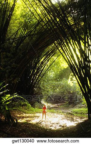 View of a dense bamboo groove, Tobago, Caribbean View Large Photo Image Stock Image - View of a dense bamboo groove, Tobago, Caribbean. Fotosearch