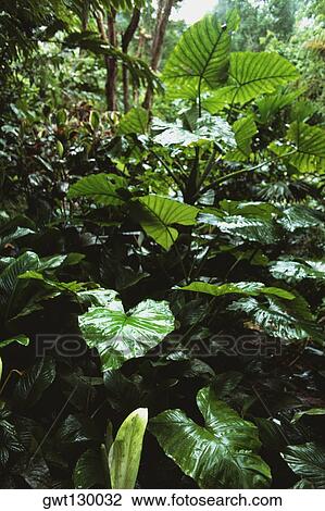 View of a densely vegetated rainforest area, Trinidad, Caribbean View Large Photo Image Stock Image - View of a densely vegetated rainforest area, Trinidad, Caribbean. Fotosearch