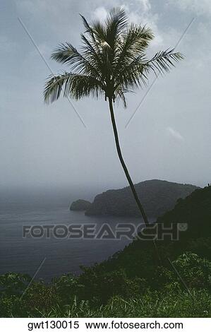 View of a palm tree on a lush coastland, Trinidad, Caribbean View Large Photo Image Stock Photography - View of a palm tree on a lush coastland, Trinidad, Caribbean. Fotosearch