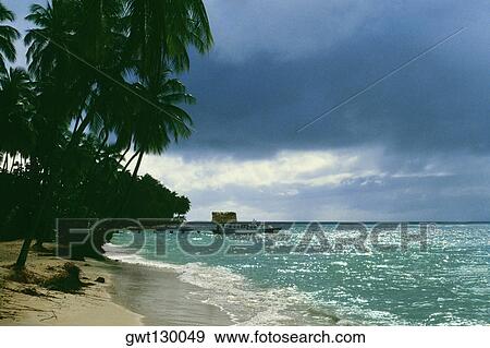 View of a scenic beach lined up by palm trees, Pigeon Point, Tobago, Caribbean View Large Photo Image Stock Photo - View of a scenic beach lined up by palm trees, Pigeon Point, Tobago, Caribbean. Fotosearch