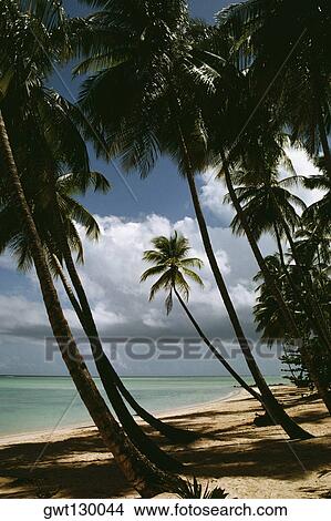 Picture - View of a scenic beach on a sunny day, Pigeon Point, Tobago, Caribbean. Fotosearch